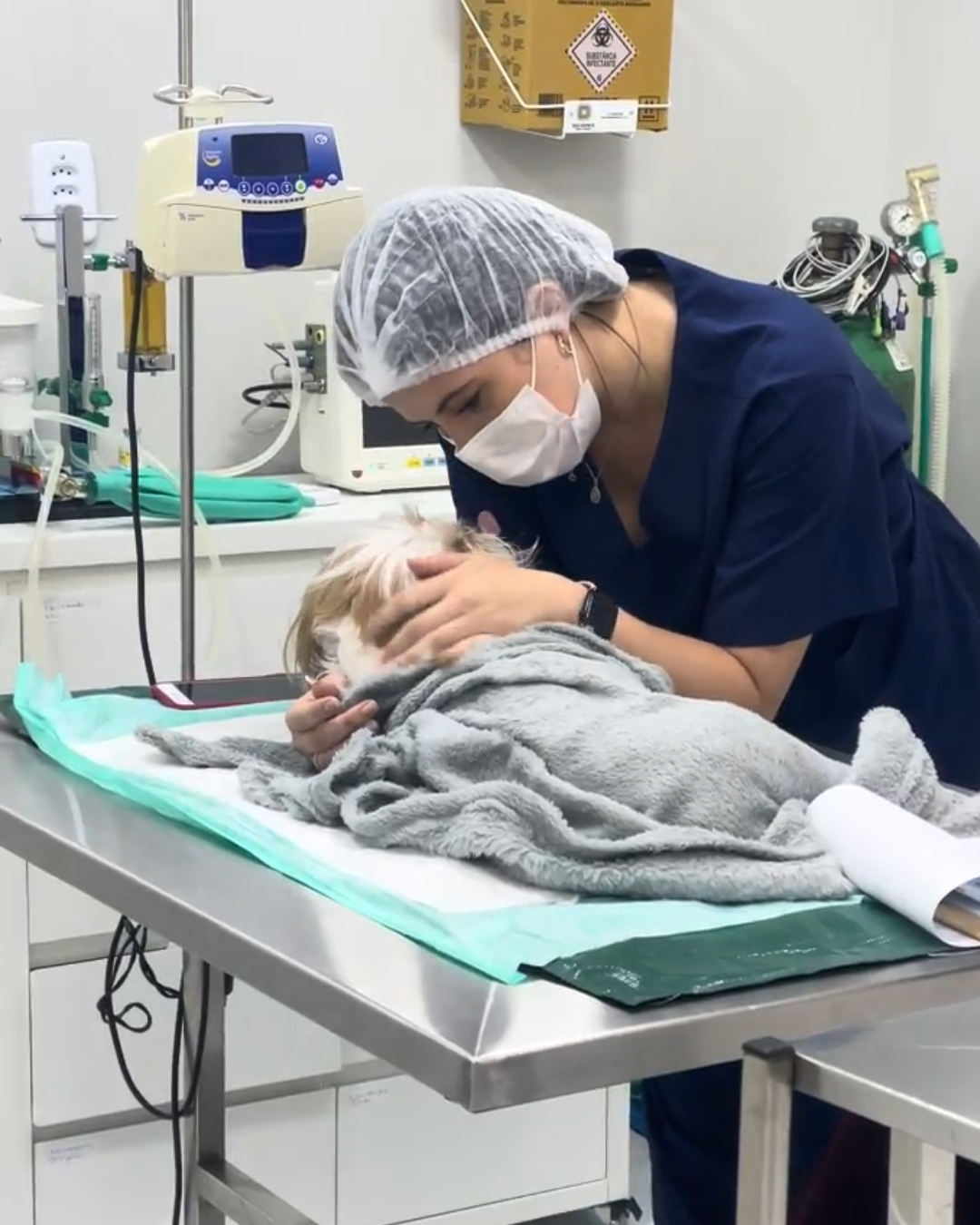 Gato em recuperação pós-castração